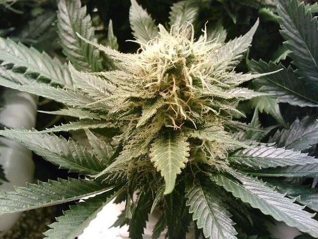 How to Identify High-Quality Hashish: Tips and Tricks -...