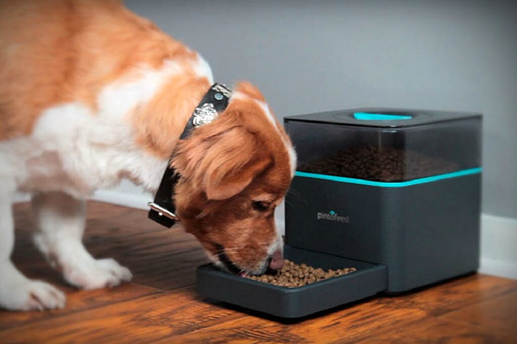 8 Fun Gadgets and Accessories for New Dog Owners - Sastahy