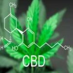 Lordofcbd1 Profile Picture