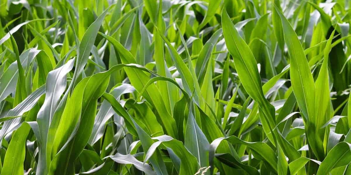 Excellent Tractors For Efficient Mechanized Farming