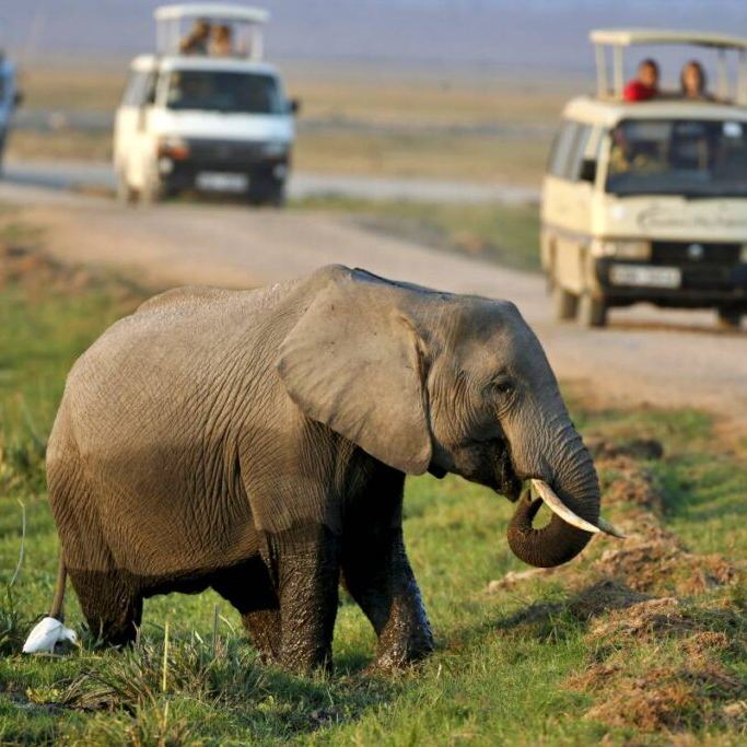 Best Kenya and Tanzania Combined Safari | Kenya Tour Company