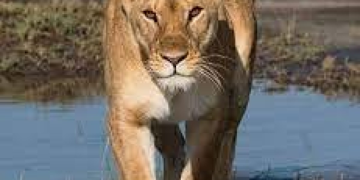 "Beyond Expectations: The Unique and Thrilling Experience of My Low-Season Safari in Tanzania."
