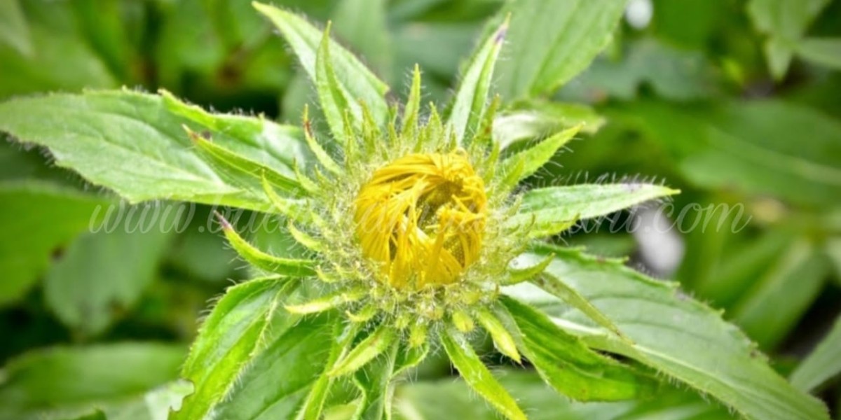 What are Ayurvedic medicines and their uses?
