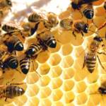 Rainbow Bees Profile Picture