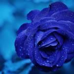 Aarthi sree Profile Picture
