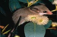 Possum Removal Lilydale, Possum Pest Control Lilydale