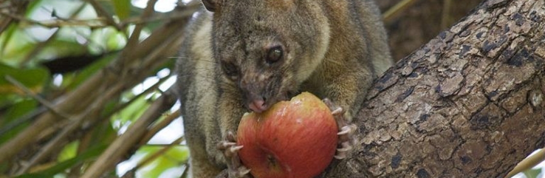 Possum Removal Melbourne Cover Image