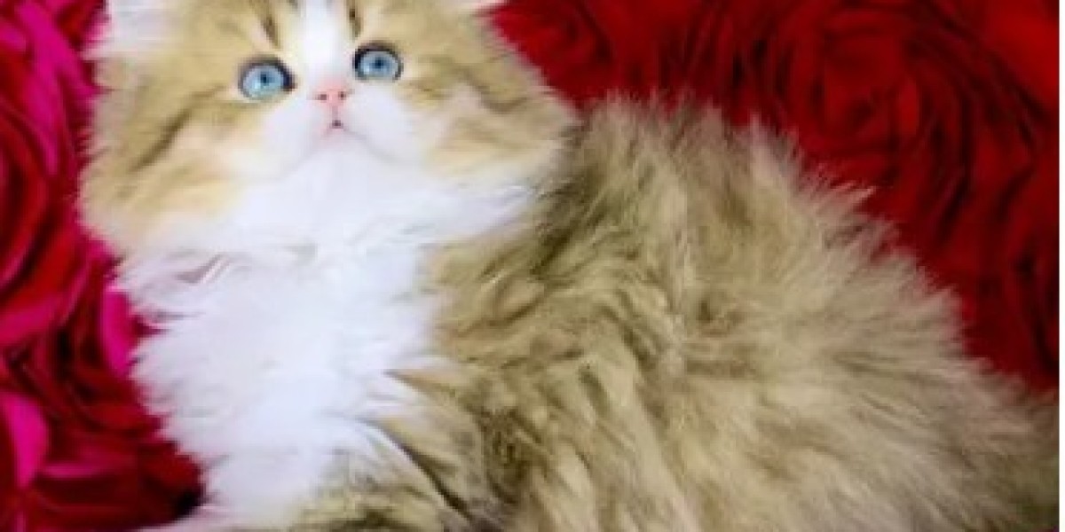 San Diego's Top Kitten Breeder: Where Fluffy Dreams Come True