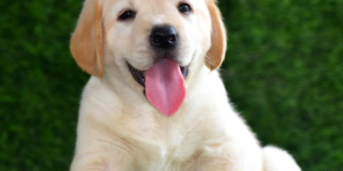 Exploring the Joy of Bringing Home Golden Retriever Puppies for Sale in Mumbai