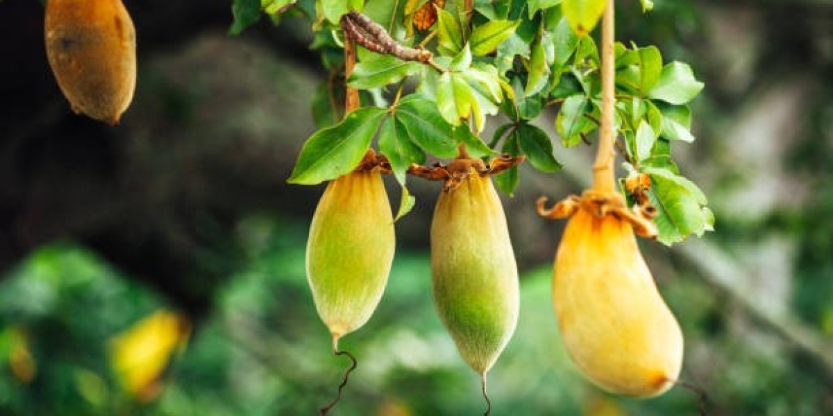 Baobab Market Trends by Product, Key Player, Revenue, and Forecast 2032
