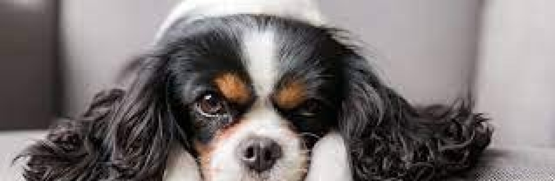 World Class Cavaliers LLC Cover Image