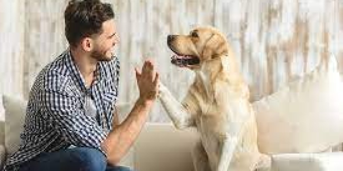 Canine Comfort Crew: Expert Dog Sitting Solutions