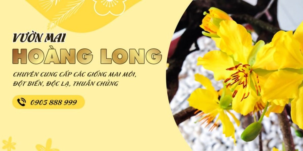 Hoa Mai Vàng: Biểu Tượng Xuân Ở Phương Nam