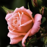 Newell27 Profile Picture