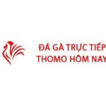 Đá Gà Trực Tiếp Thomo Hôm Nay Profile Picture