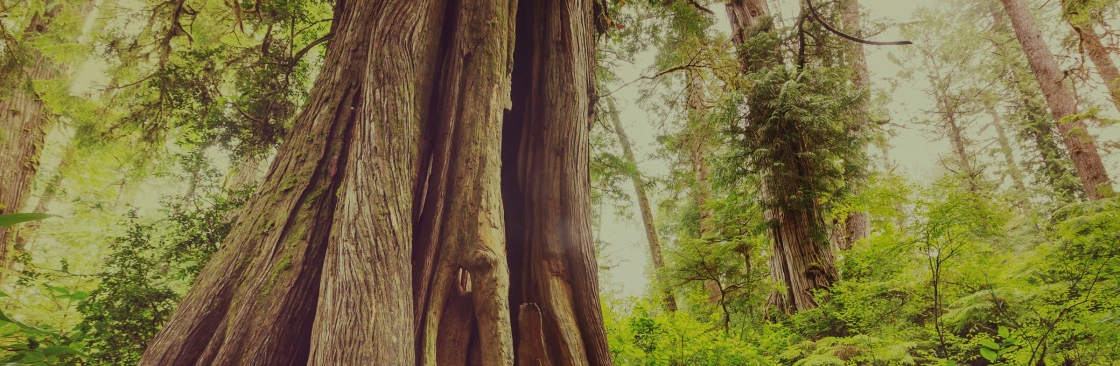 BC Tree Service Cover Image