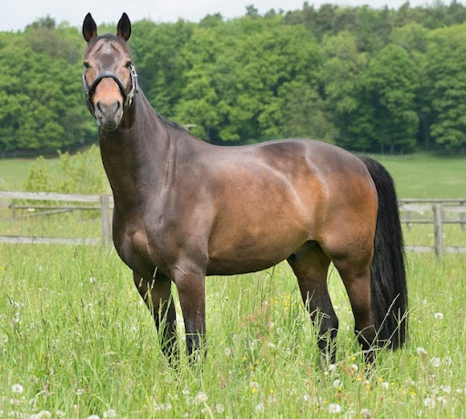 Understanding Belgian Draft Horse Price and Value - Daily Business Post