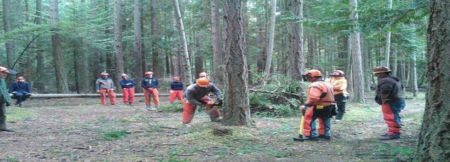 Sams Tree Services North Shore Cover Image