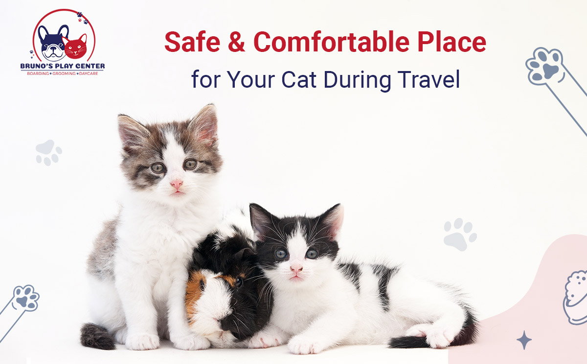 Keep Your Cat Safe and Cozy While Traveling!