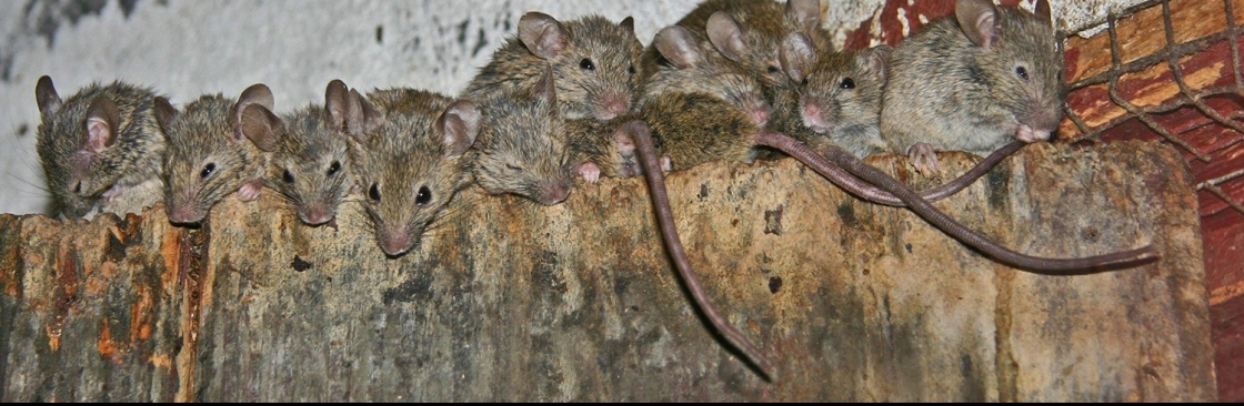 360 Rodent Control Cover Image
