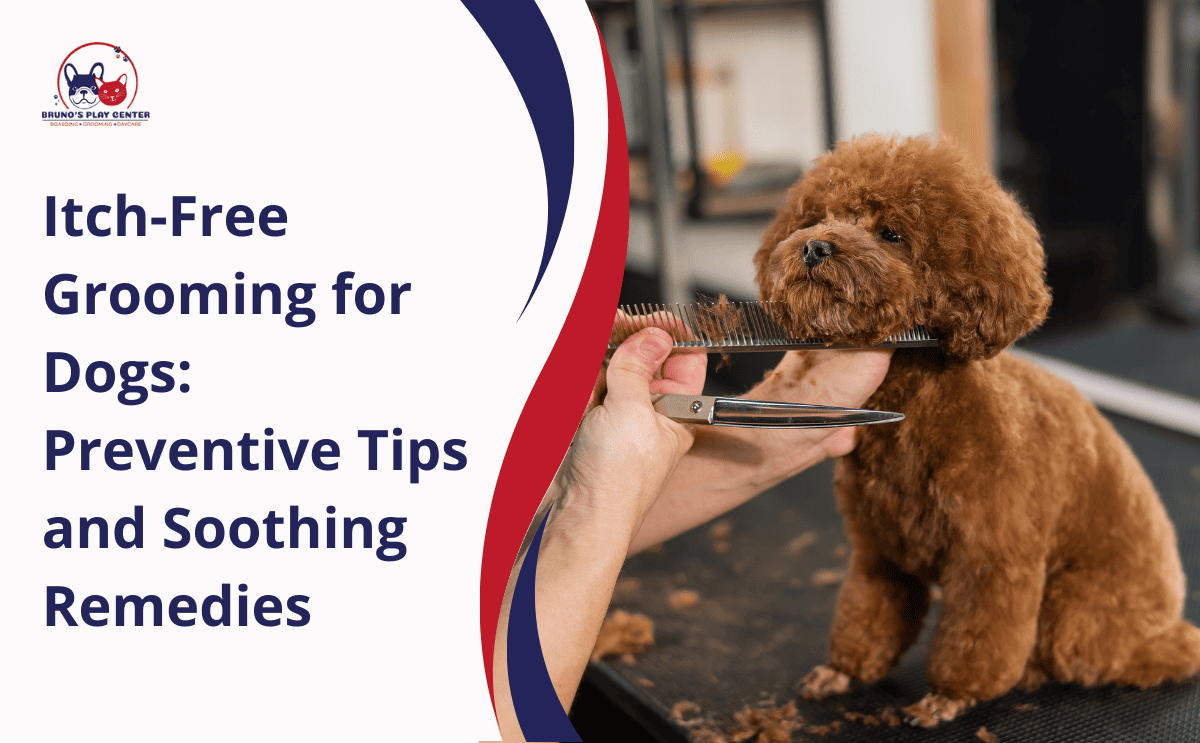 How To Relieve Dog Itching After Grooming - Home Remedies
