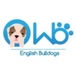 WB English Bulldogs Profile Picture