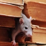 All State Pest And Termite Control Inc Profile Picture