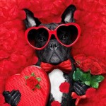 Master Quality Grooming Profile Picture