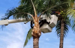How Do Reliable Tree Loppers in Sydney Function?