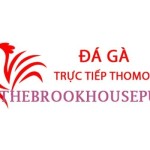 Đá Gà Trực Tiếp Thomo Profile Picture