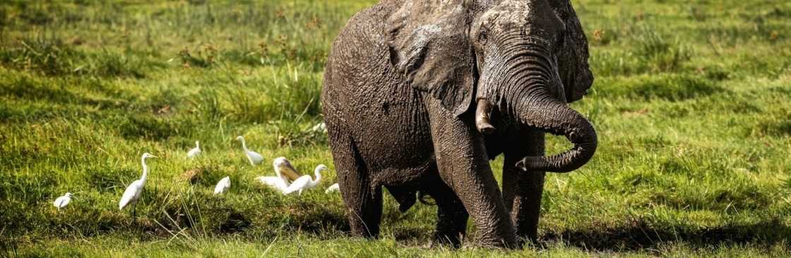 Lush Africa Safaris Cover Image