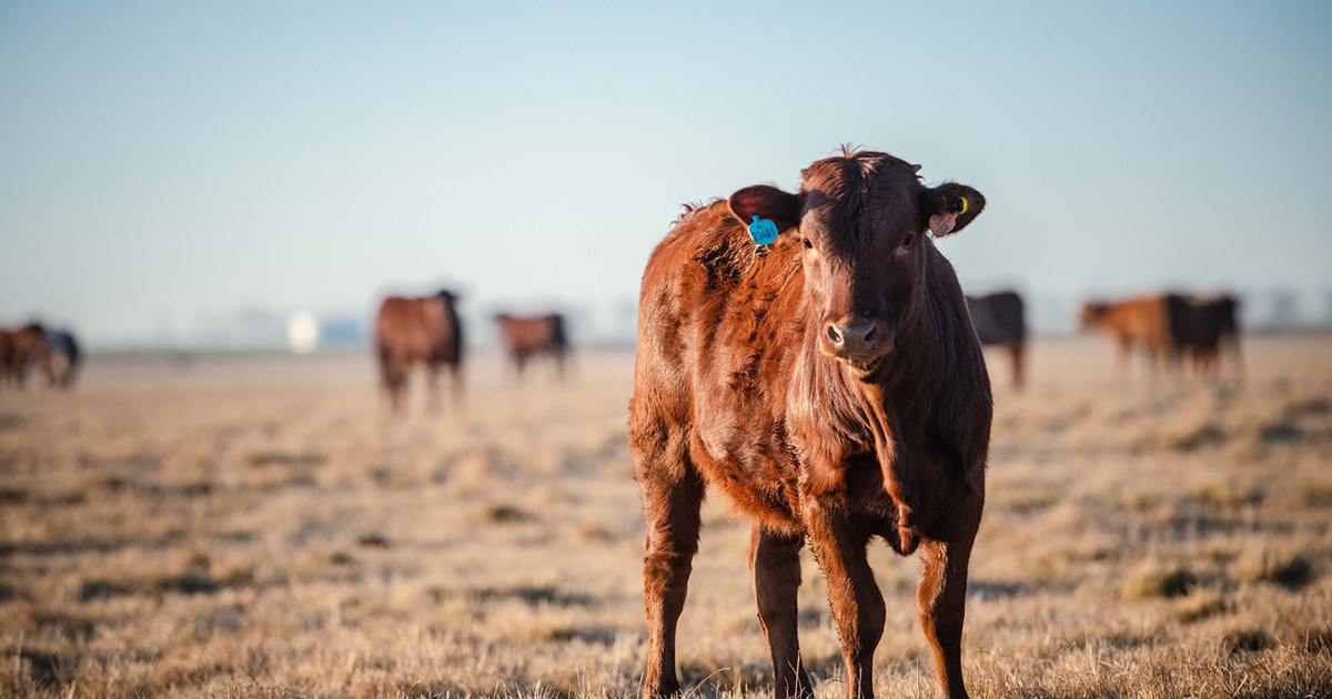 Calves and Cattle for Sale in Gauteng, South Africa | Karan Beef