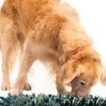 Paw 5 Wooly Snuffle Mat profile picture