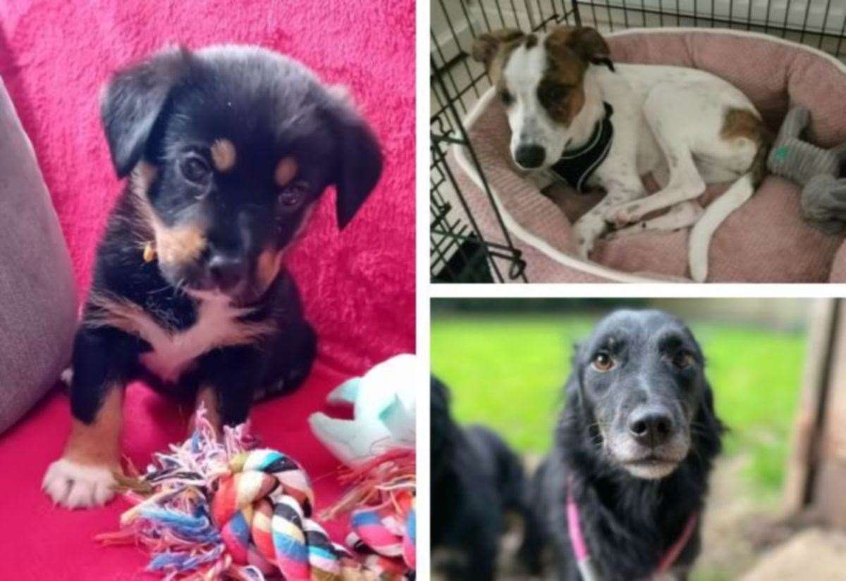 18 dogs in Kent, from Angels 4 Dogs, searching for a forever home
