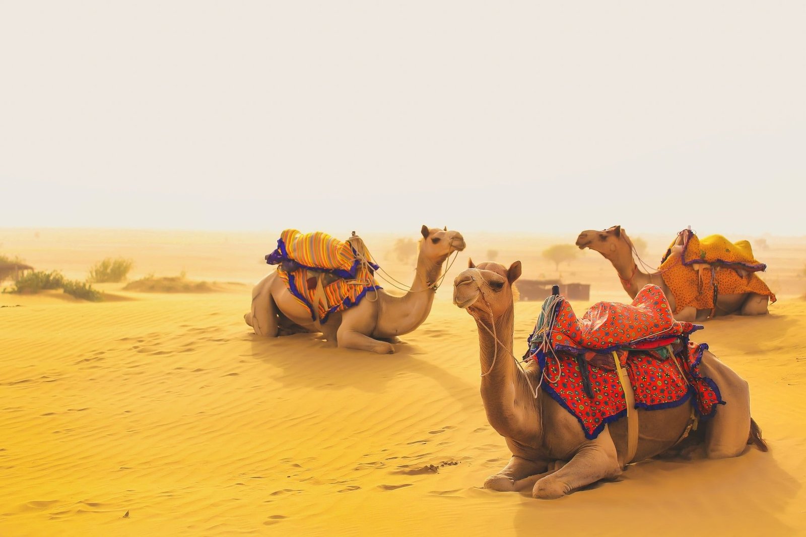 Home - India Goldentriangle