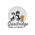 quailridgepoodlesanddoodles Profile Picture
