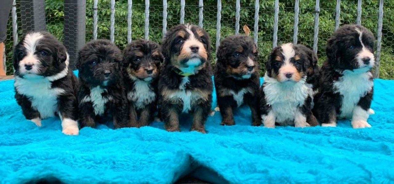 Common Health Issues in Bernedoodles and How to Prevent Them | Articles | Quailridge Poodles & Doodles | Gan Jing World - Technology for Humanity | Video & Movie Streaming