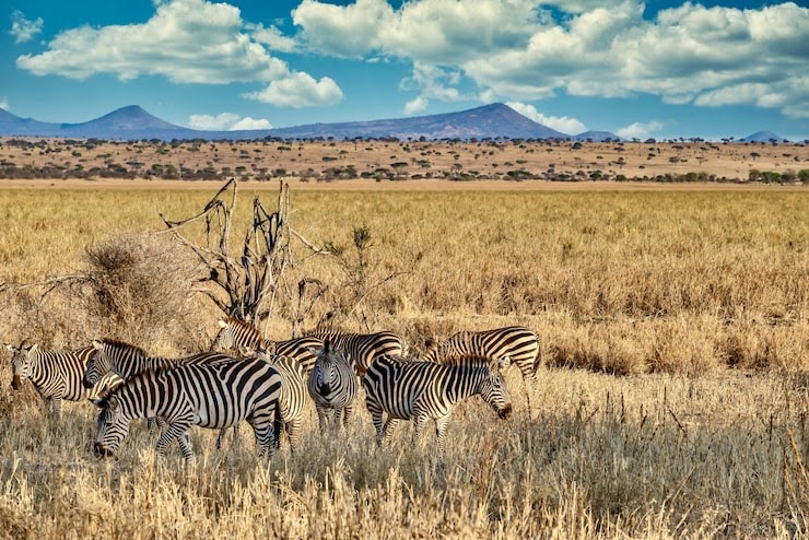 Kenya safari trips: A Journey Through the Heart of the Savannah