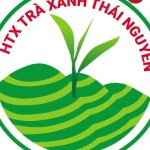 Trà Ngọc Profile Picture