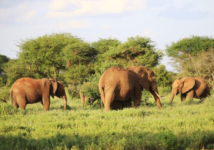 Uganda Safari Trips: The Ultimate Guide to the Pearl of Africa